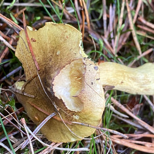 Yellow Knight (Tricholoma equestre), Mycobee Library No. 408