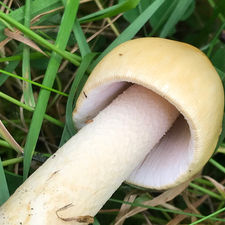 Pale Grisette (Amanita lividopallescens), Mycobee Library No.277