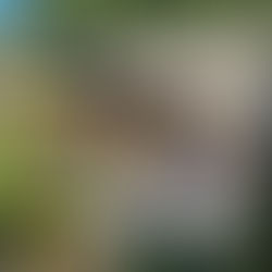 02.08.2025 Wild Fungi