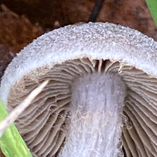 Frosty Webcap (Cortinarius hemitrichus), Mycobee Library No. 207