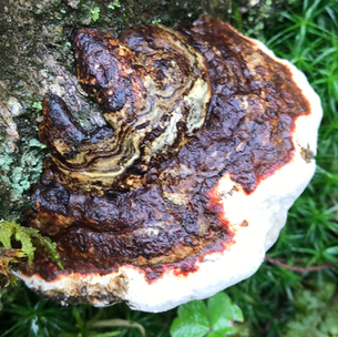 Red- belted Bracket (Fomitopsis pinicola), Mycobee Library No.106