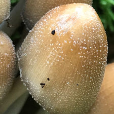 Glistering Inkcap (Coprinellus micaceus), Mycobee Library No.239