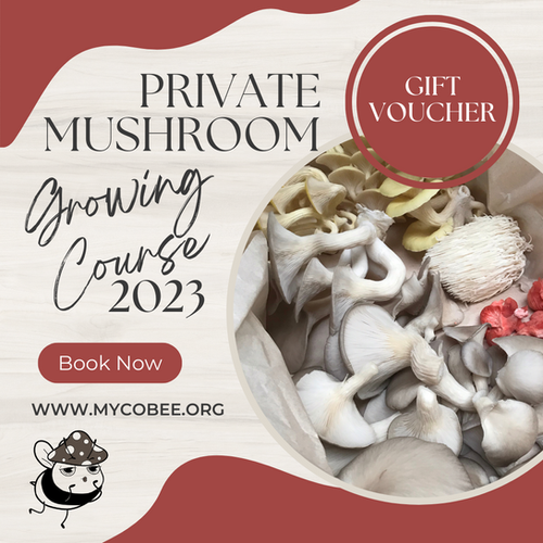 Private Mushroom Growing Course Mycobee Mushrooms