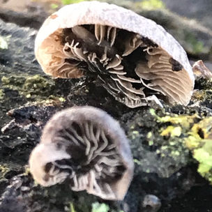 Hairy Oysterling (Resupinatus trichotis), Mycobee Library No.313