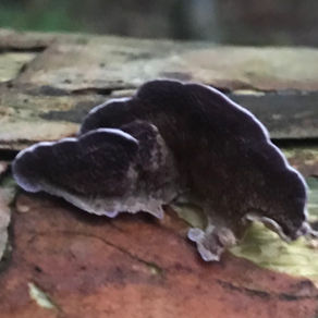 Purplepore Bracket (Trichaptum abietinum), Mycobee Library No.236