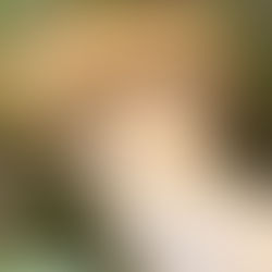 Birch Webcap (Cortinarius triumphans), Mycobee Library No. 205