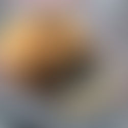 Yellow False Truffle (Rhizopogon luteolus), Mycobee Library No.310