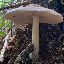 Deer Shield (Pluteus cervinus), Mycobee Library No.160