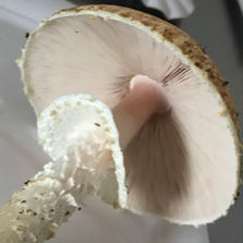 The Prince (Agaricus augustus), Mycobee Library No. 104