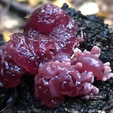 Purple Jellydisc (Ascocoryne sarcoides), Mycobee Library No.226