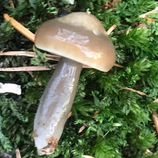 Slimy Waxcap (Gliophorus irrigatus), Mycobee Library No.320