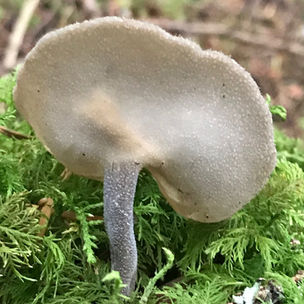Felt Saddle (Helvella macropus), Mycobee Library No.196