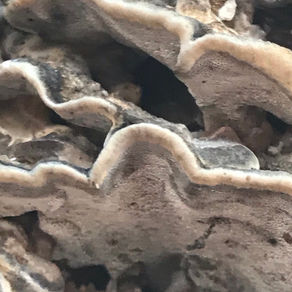 Smoky Bracket (Bjerkandera adusta), Mycobee Library No.167