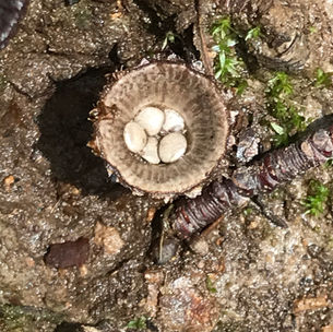 Fluted Bird Nest (Cyathus striatus), Mycobee Library No. 343