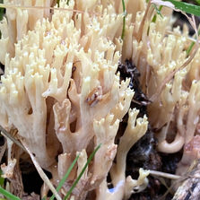 Upright Coral (Ramaria stricta), Mycobee Library No. 219