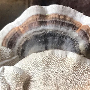 Turkey Tail (Trametes versicolor), Mycobee Library No.28