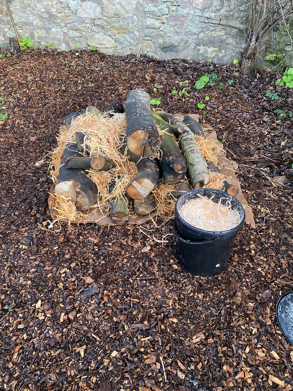 12.12.2025 Community Mushroom Farming with Mario