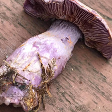 Goatcheese Webcap (Cortinarius camphoratus), Mycobee Library No.203