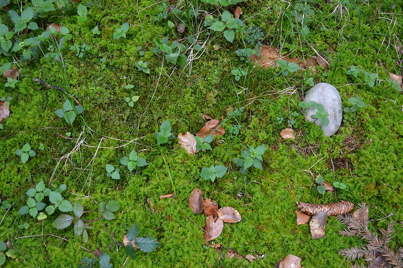 DSC_4641 - Kopie.JPG