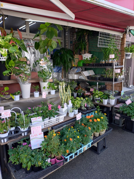 花手水奉納 フラワーショップ夕凪様