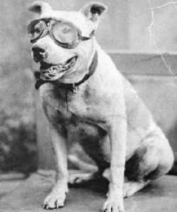"Bud" Mascot of 1903 cross country road trip