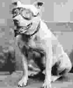 "Bud" Mascot of 1903 cross country road trip