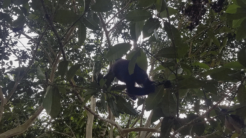 Baby howler monkey, Belize (credit Gist Say'n)