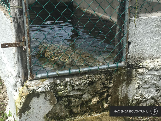 Recolección de Huevos de Cocodrilo, Río Lagartos