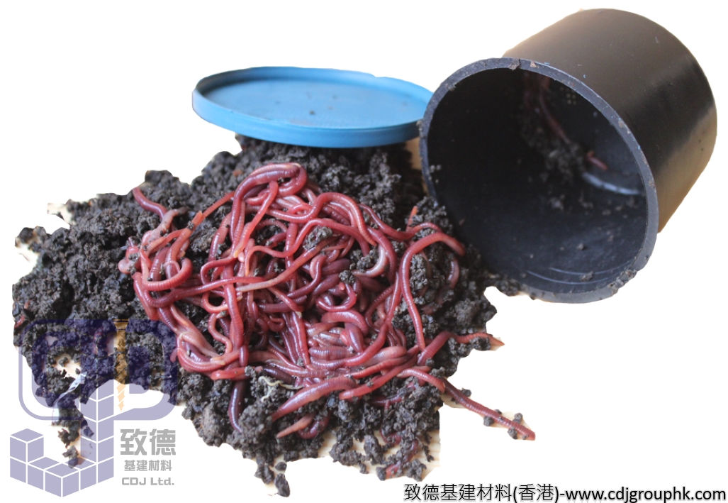 香港養殖"活體混養蚯蚓"-混養蚯蚓/土蚯蚓/紅蚯蚓/大平二號(太平二號)/歐洲紅/安卓愛勝蚓/肥土愛氏蚓/Red Wiggler購買-TPRN