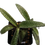 Thumbnail: Silver Squill "Leopard Lily"