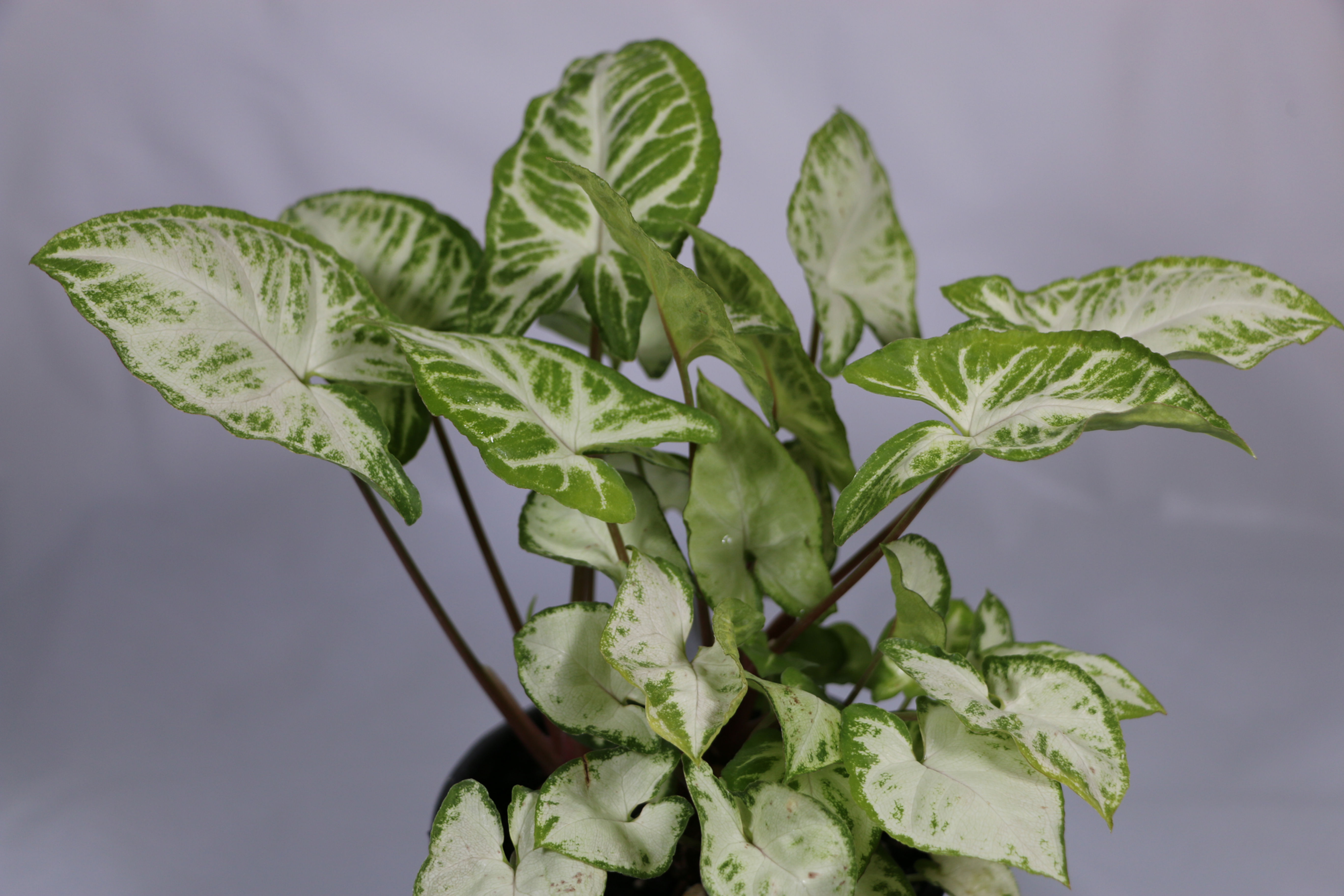 Syngonium Podophyllum "Go-Glo"