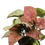 Thumbnail: Syngonium Podophyllum "Pink Allusion"
