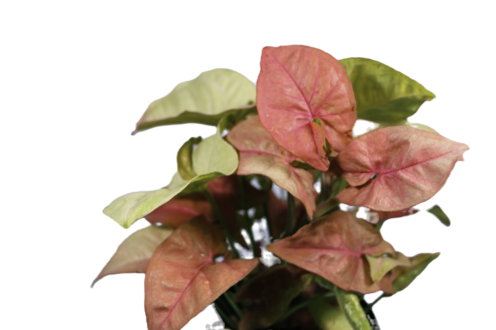 Syngonium Podophyllum "Pink Allusion"