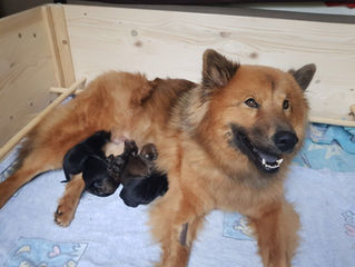 5 Puppis und eine Glückliche Josie(Endlich sind sie zuhause!)