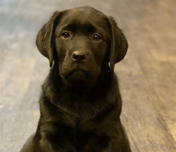 A2154E9D-98A3-4D0E-8C8F-8FB7AFB0FDFC_1_201_a_edited_edited_edited