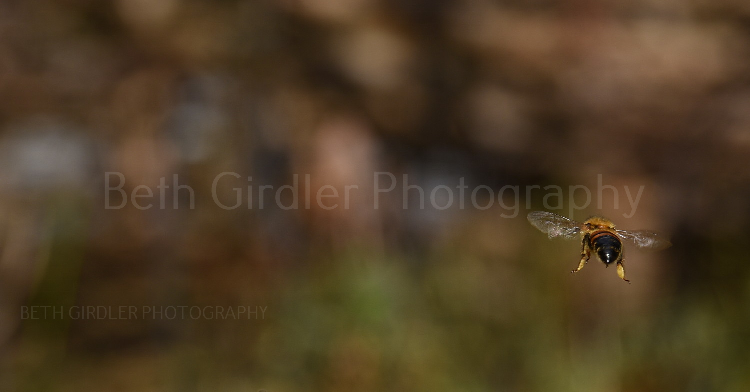 honey bee approaching the hive