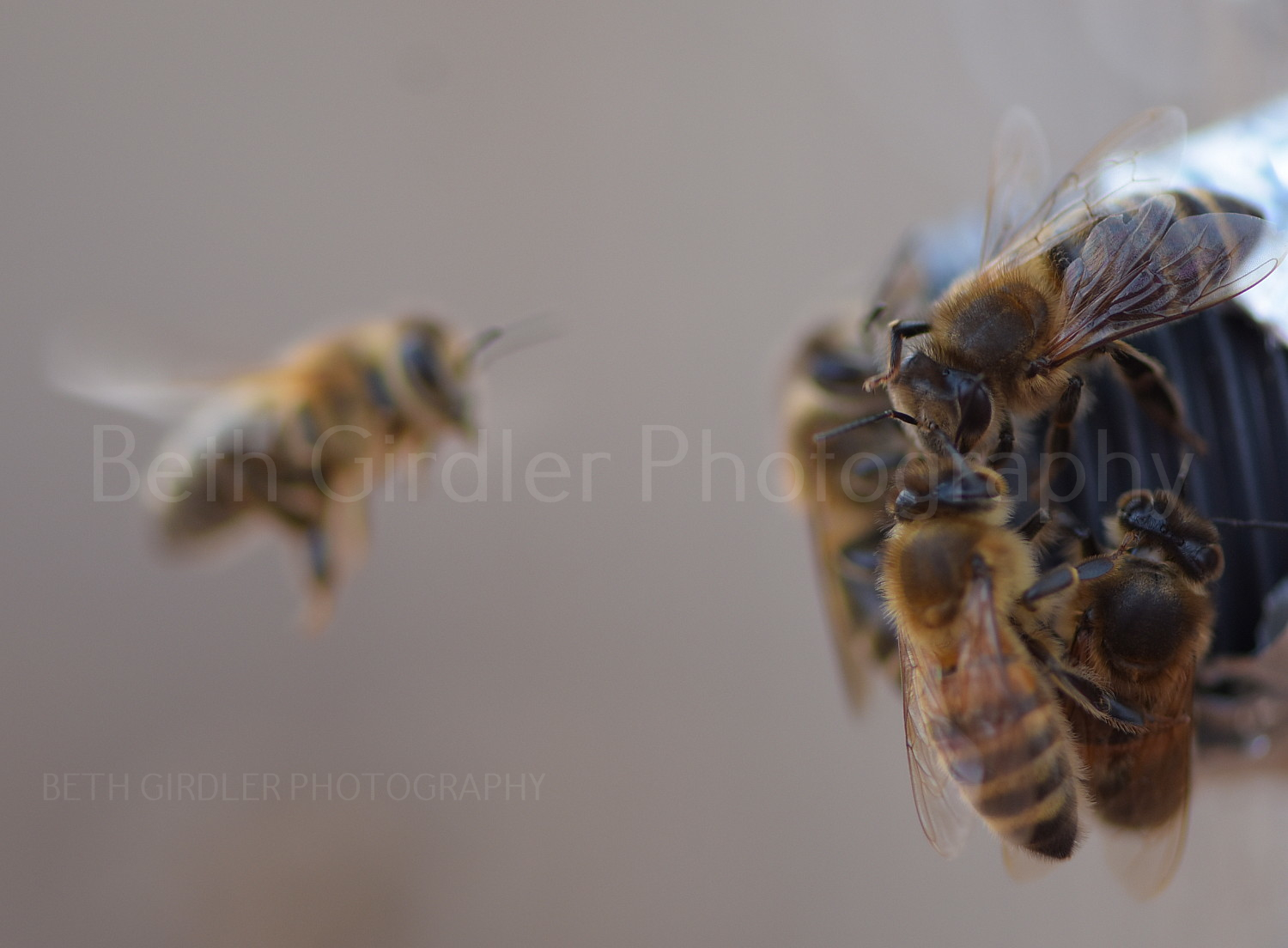 bees at the upper entrance, winter