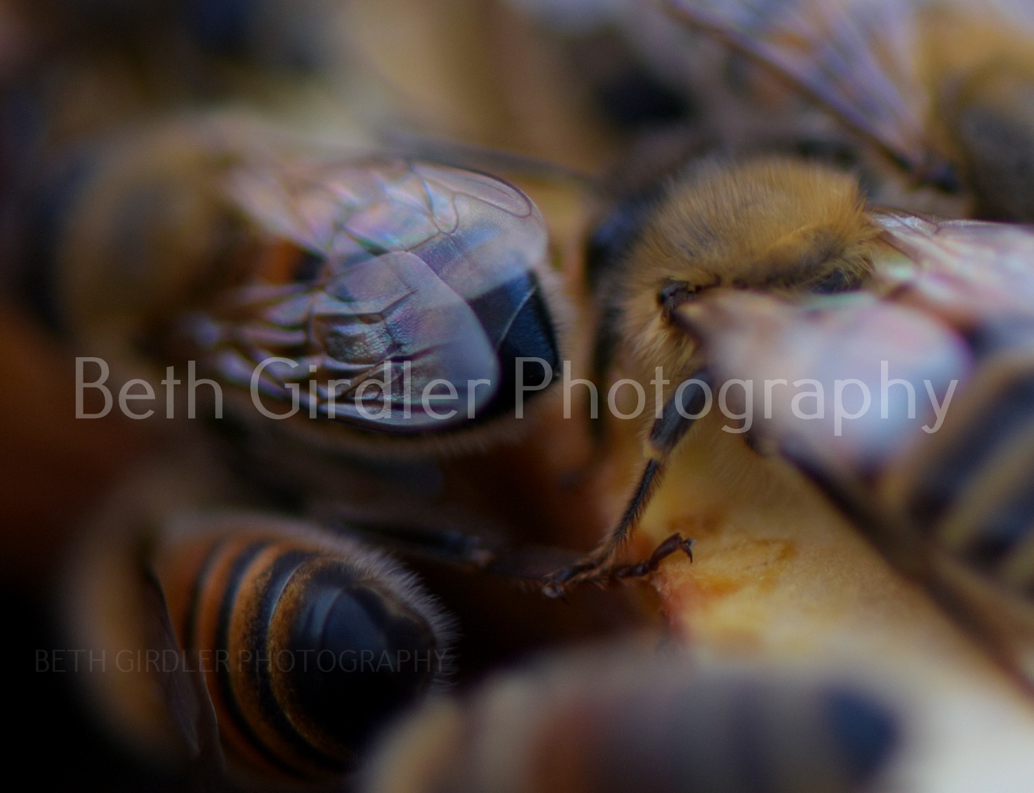 honey bees on frames close up