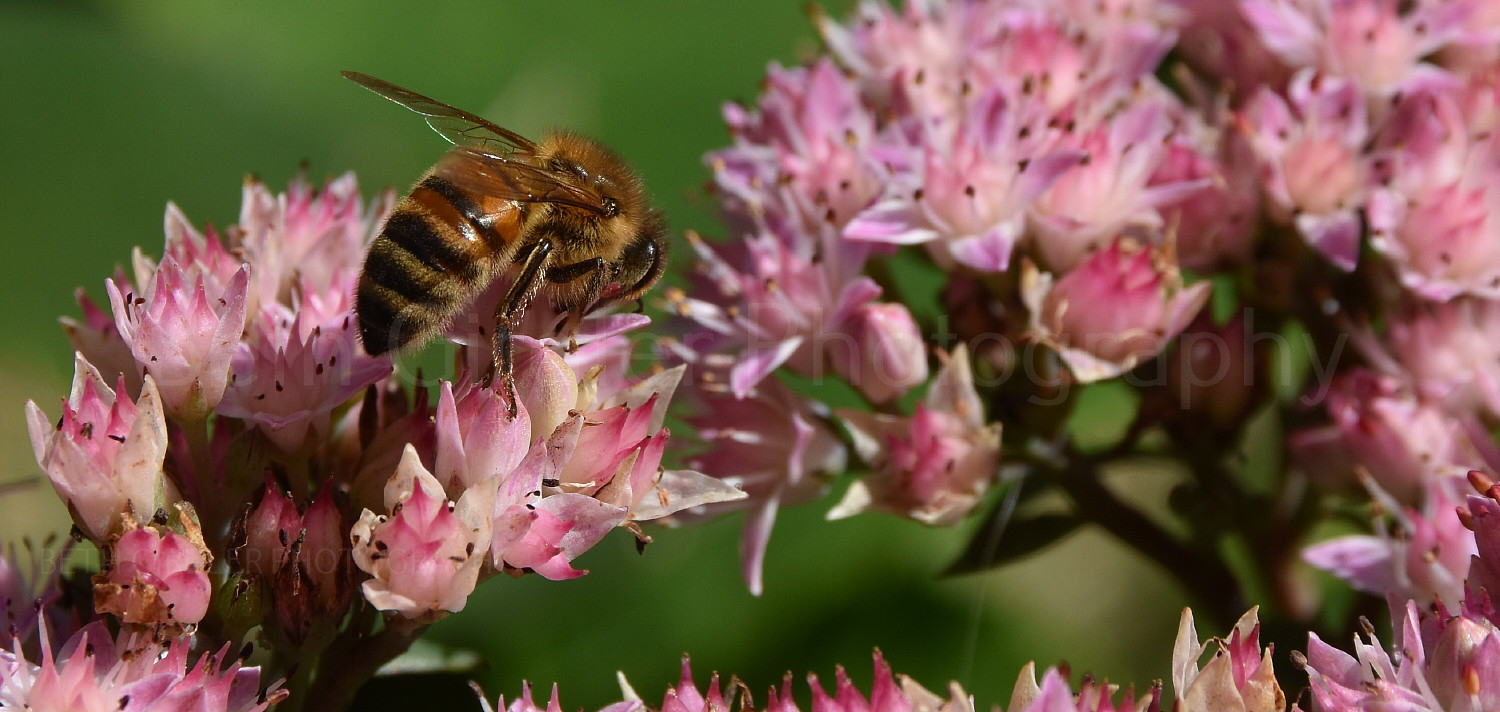 Honey Bee on sedum