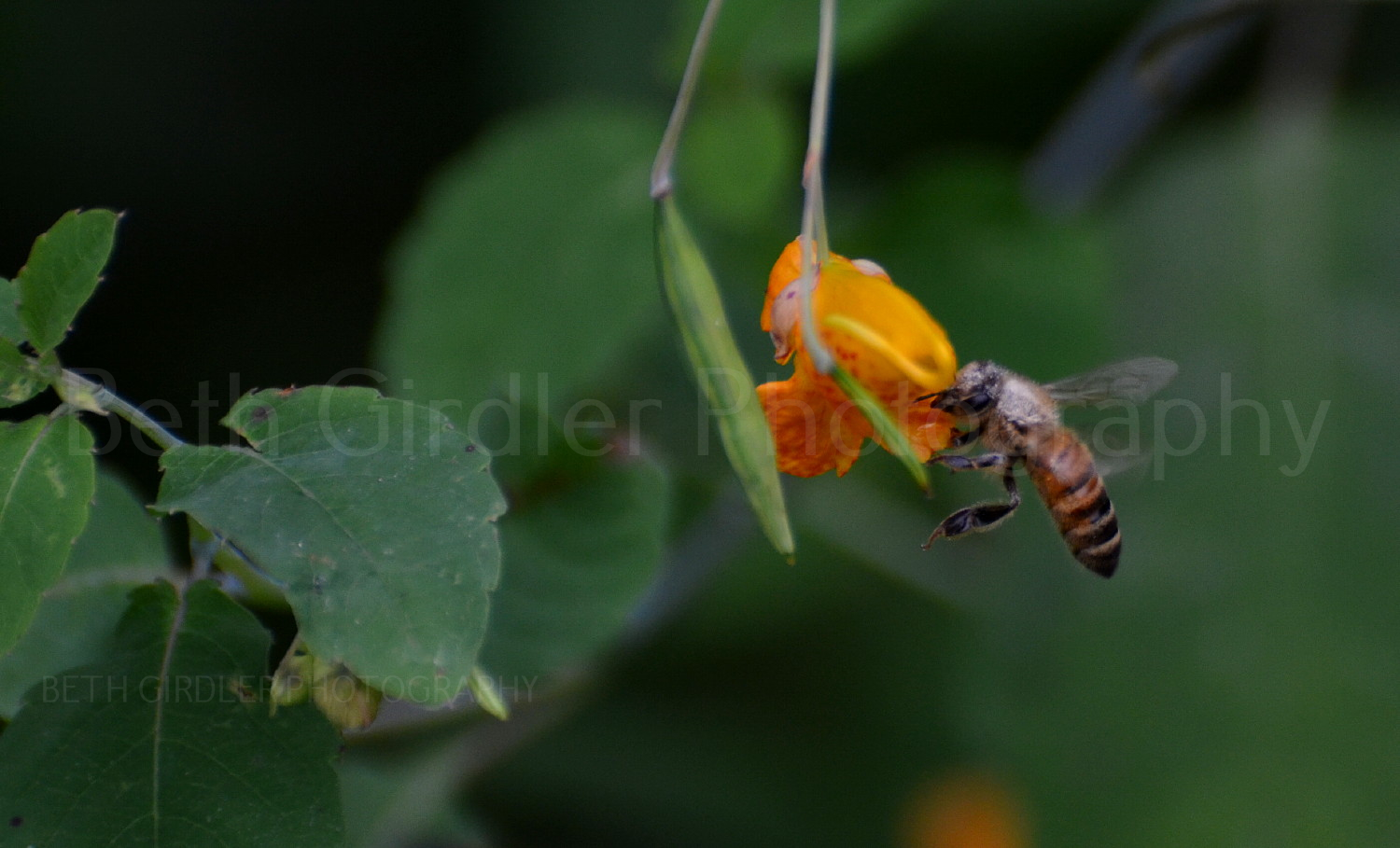 honey bee on jewelweed