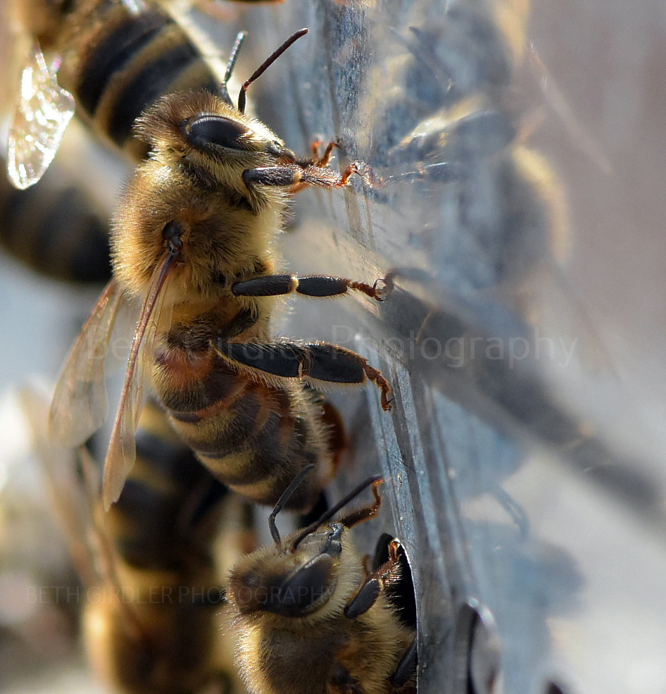 bees at the hive entrance