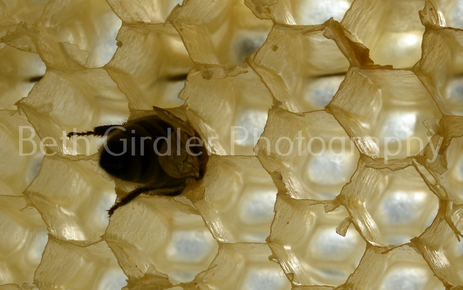back-lit bee on comb