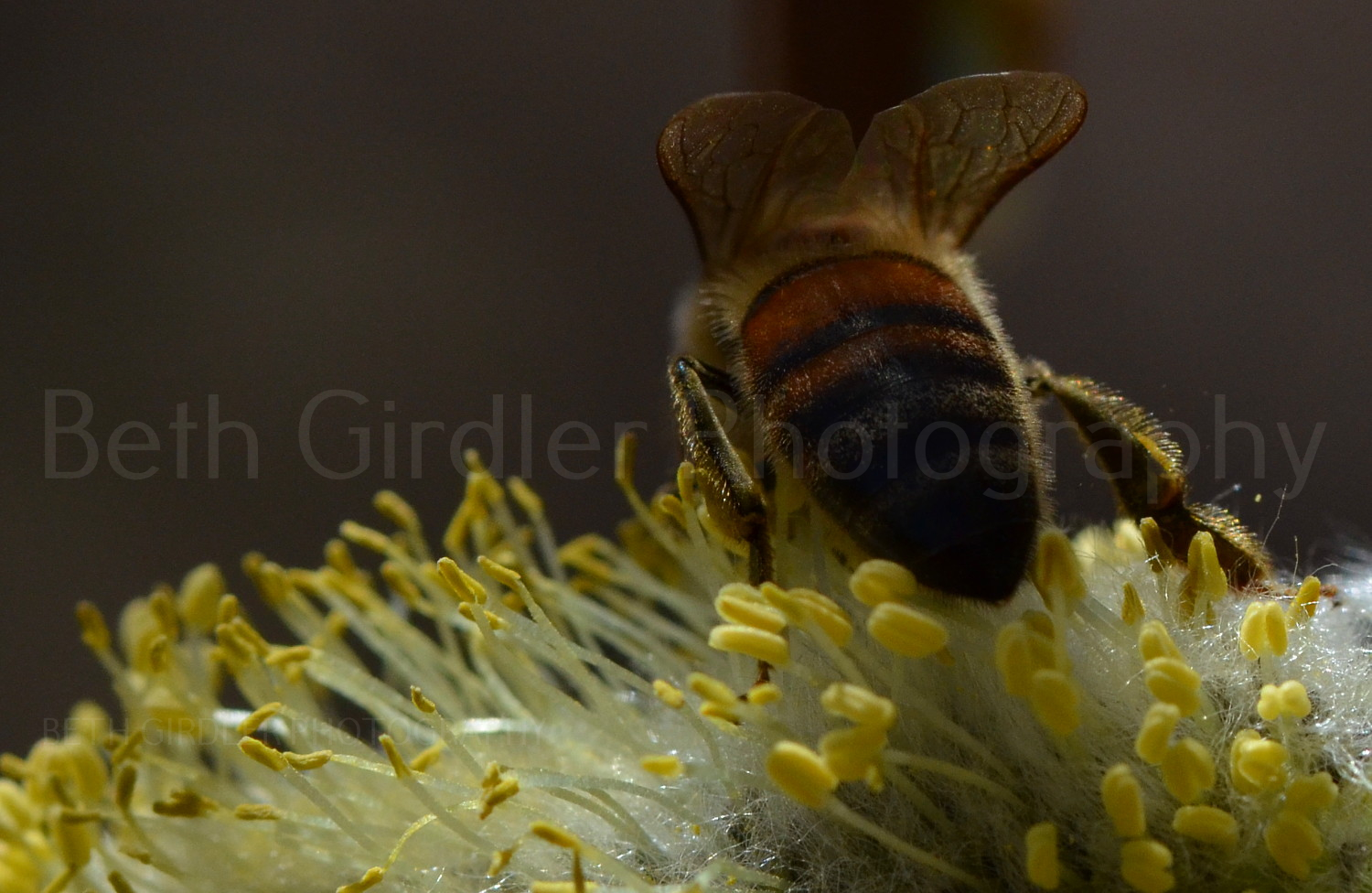 Honey bee on a willow catkin