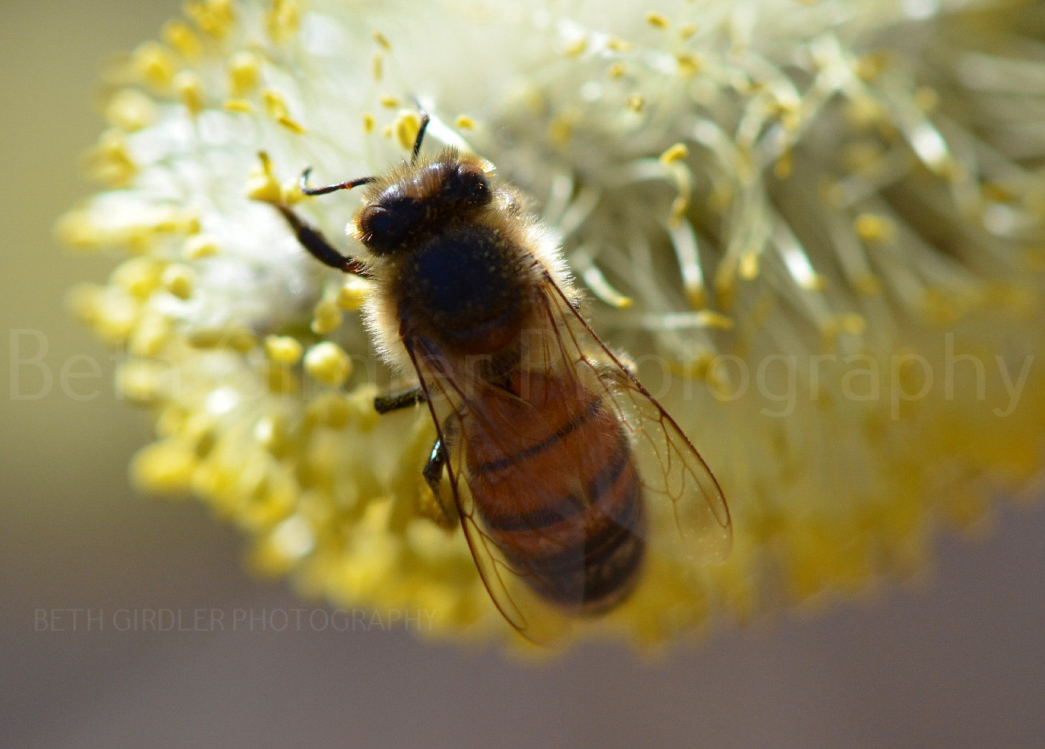 Honey bee on a willow catkin