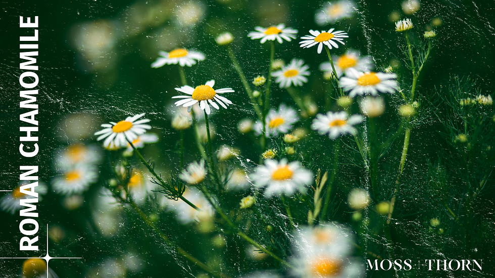 Flower pressed low to the soil—scent drawn from stillness.
