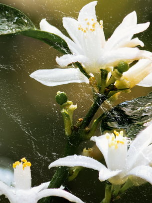 Neroli