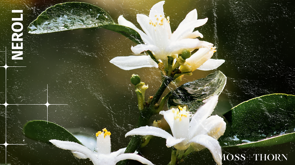 Neroli