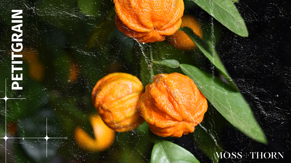 Green breath from the bitter orange—leaf, not flower, captured in steam.