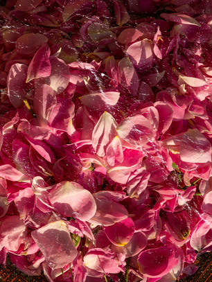 Rose Absolute