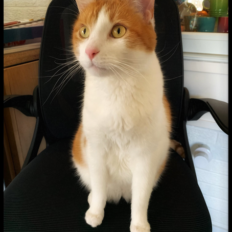 A white cat with orange markings sitting in an office chair looking off to the left intently.